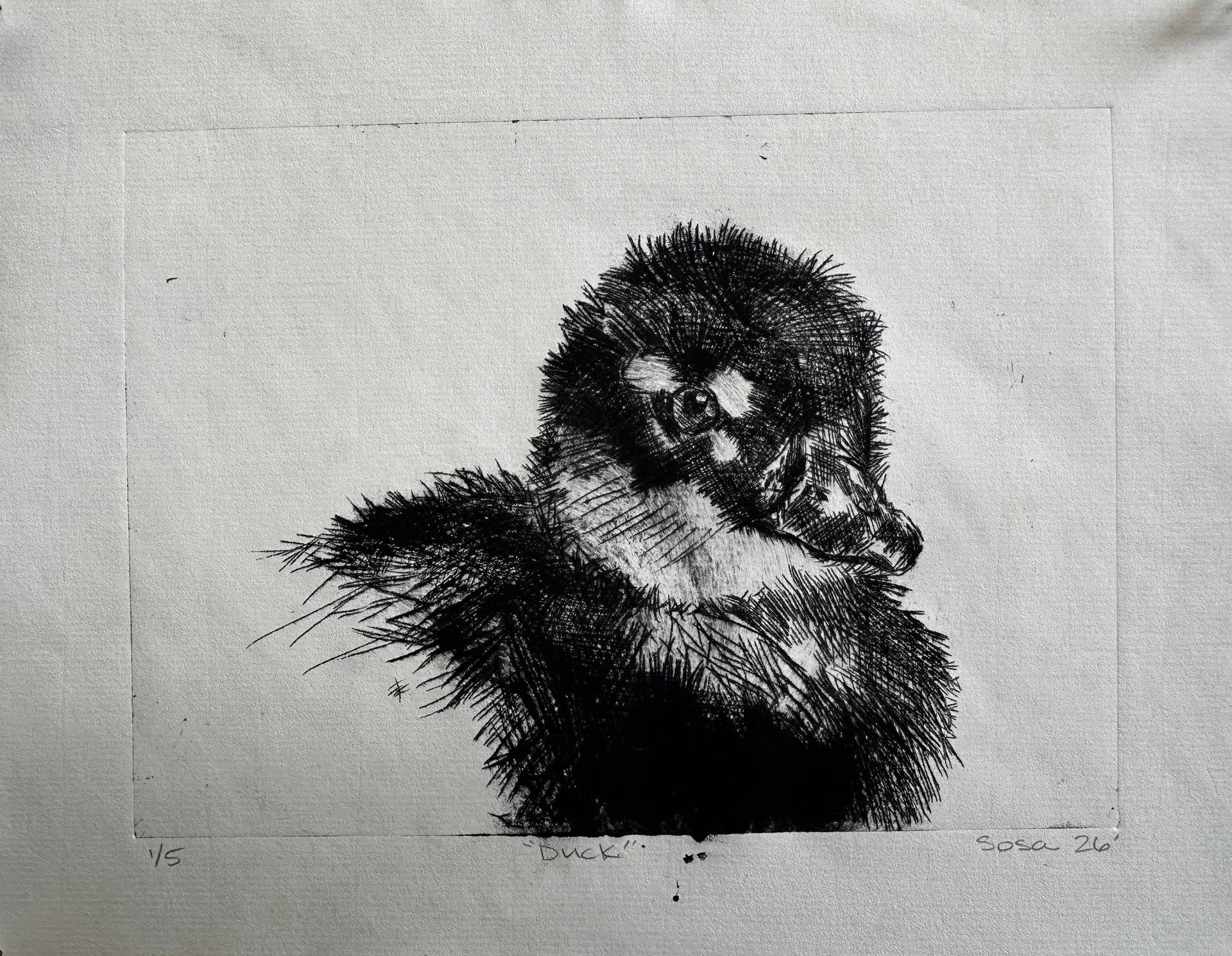 duck