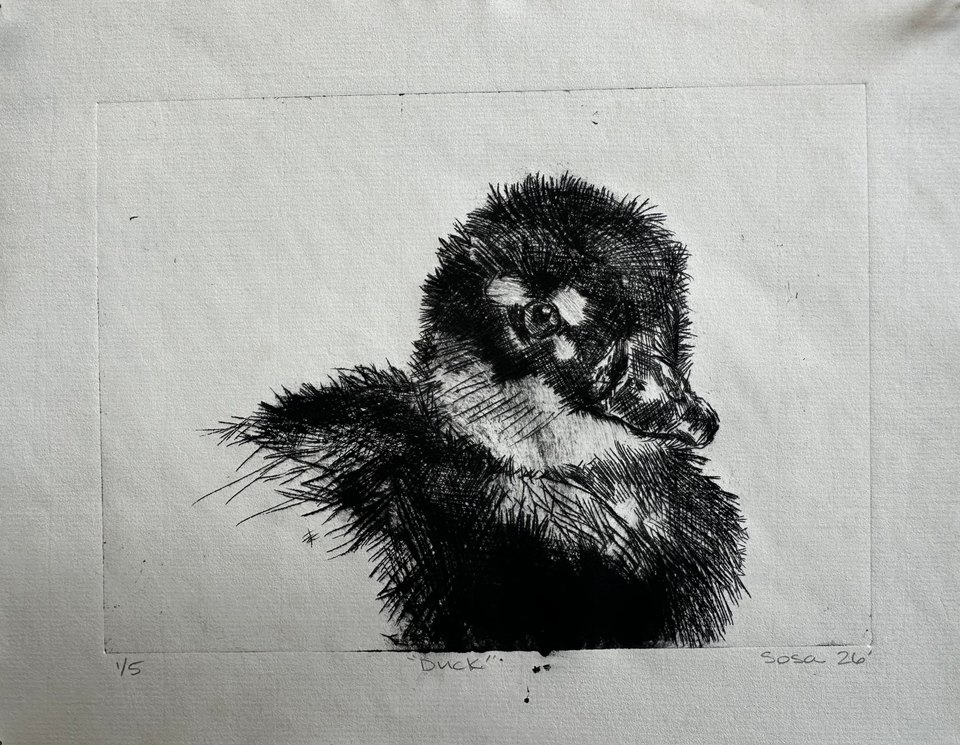 duck